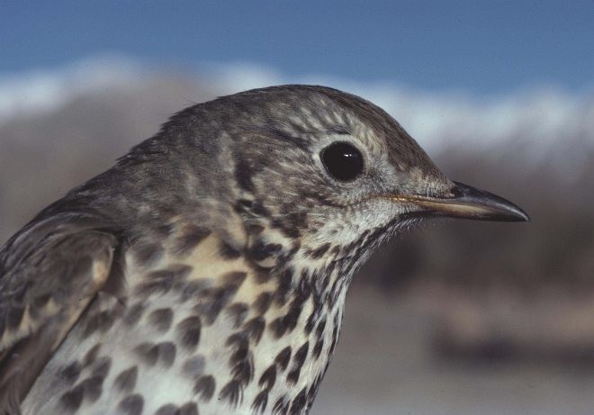 Song Thrush - ML378383411