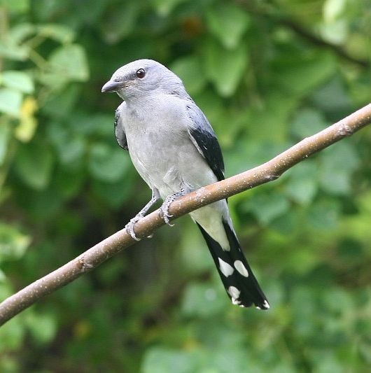 Black-winged Cuckooshrike - ML378383561