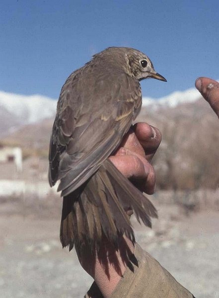 Song Thrush - ML378384141