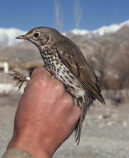 Song Thrush - ML378384181