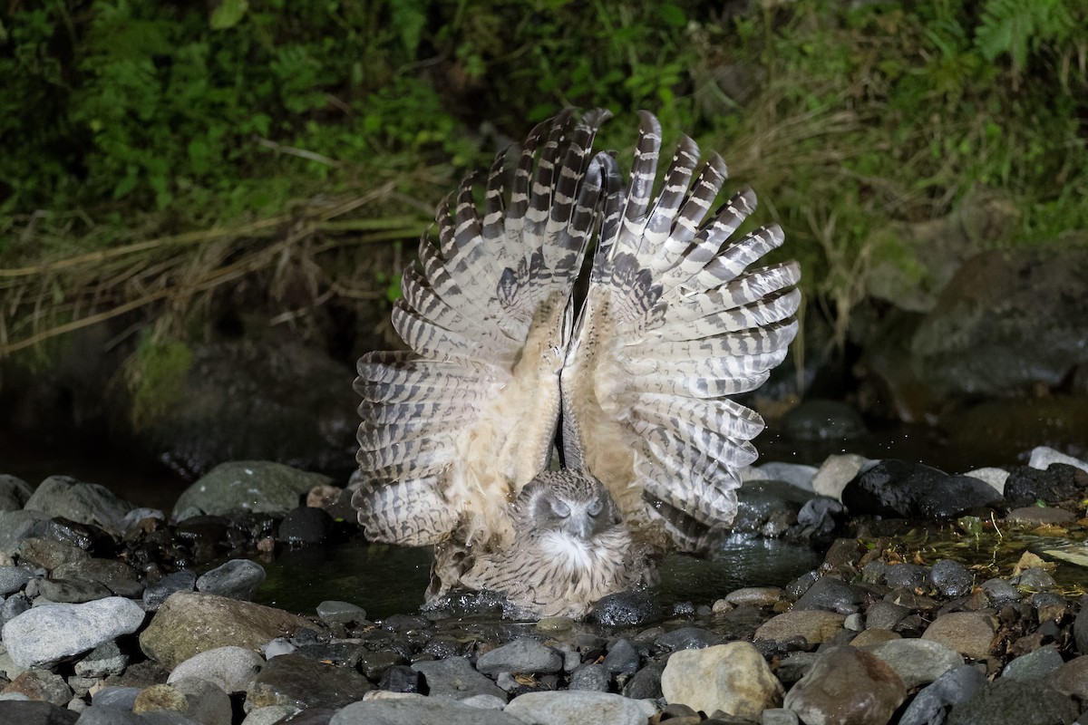 Hontz arrantzale mantxuriarra - ML37838501