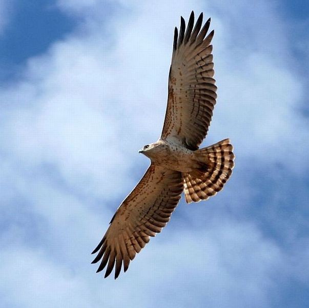 Short-toed Snake-Eagle - Jugal Tiwari