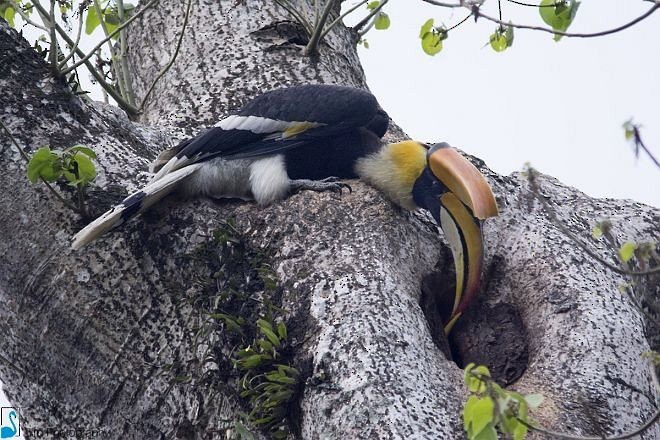 Great Hornbill - ML378386131