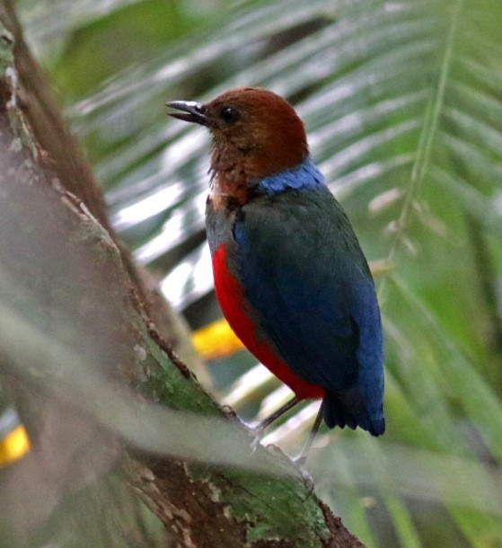 Philippinen-Blaubrustpitta [erythrogaster-Gruppe] - ML378386241