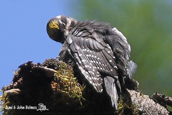 Eurasian Three-toed Woodpecker (Dark-bodied) - ML378386751