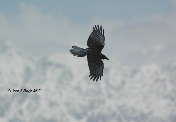 Large-billed Crow (Large-billed) - ML378386851