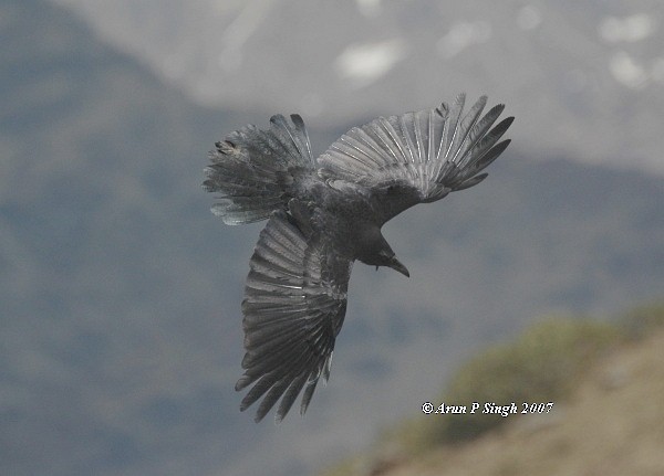 Large-billed Crow (Large-billed) - ML378386861