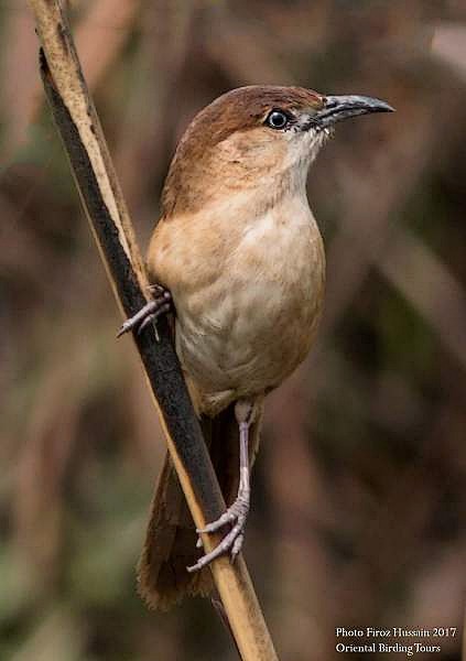 Slender-billed Babbler - ML378387171