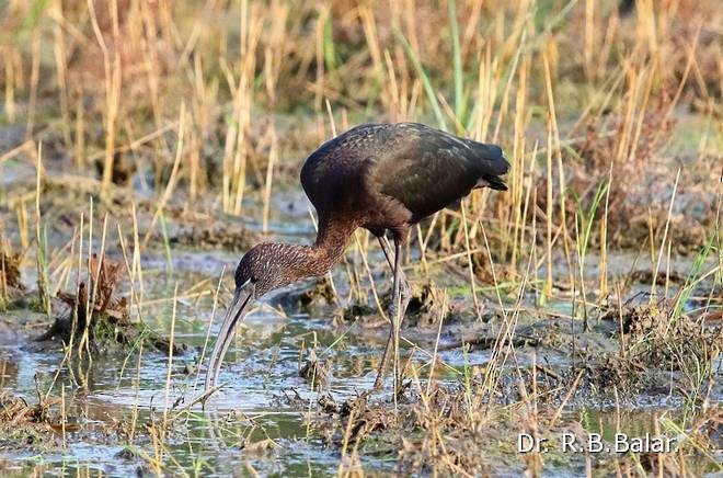 ibis hnědý - ML378387211