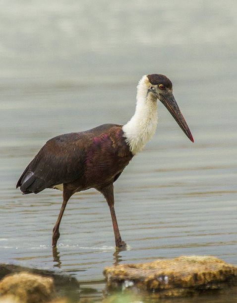 Asian Woolly-necked Stork - ML378387691