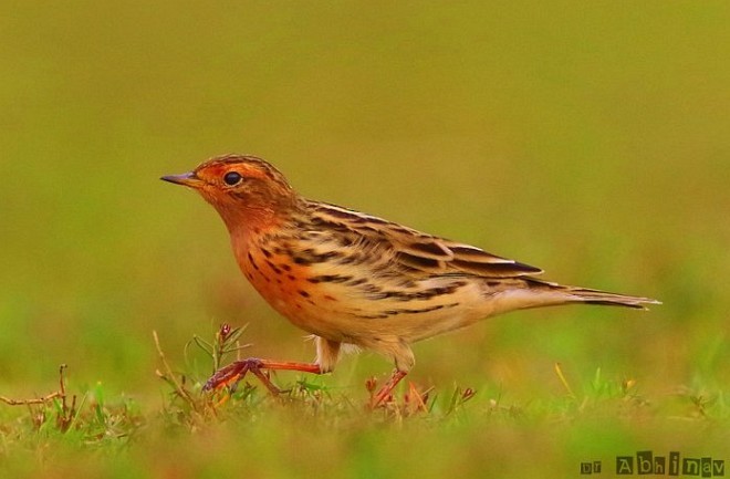 Pipit à gorge rousse - ML378388181