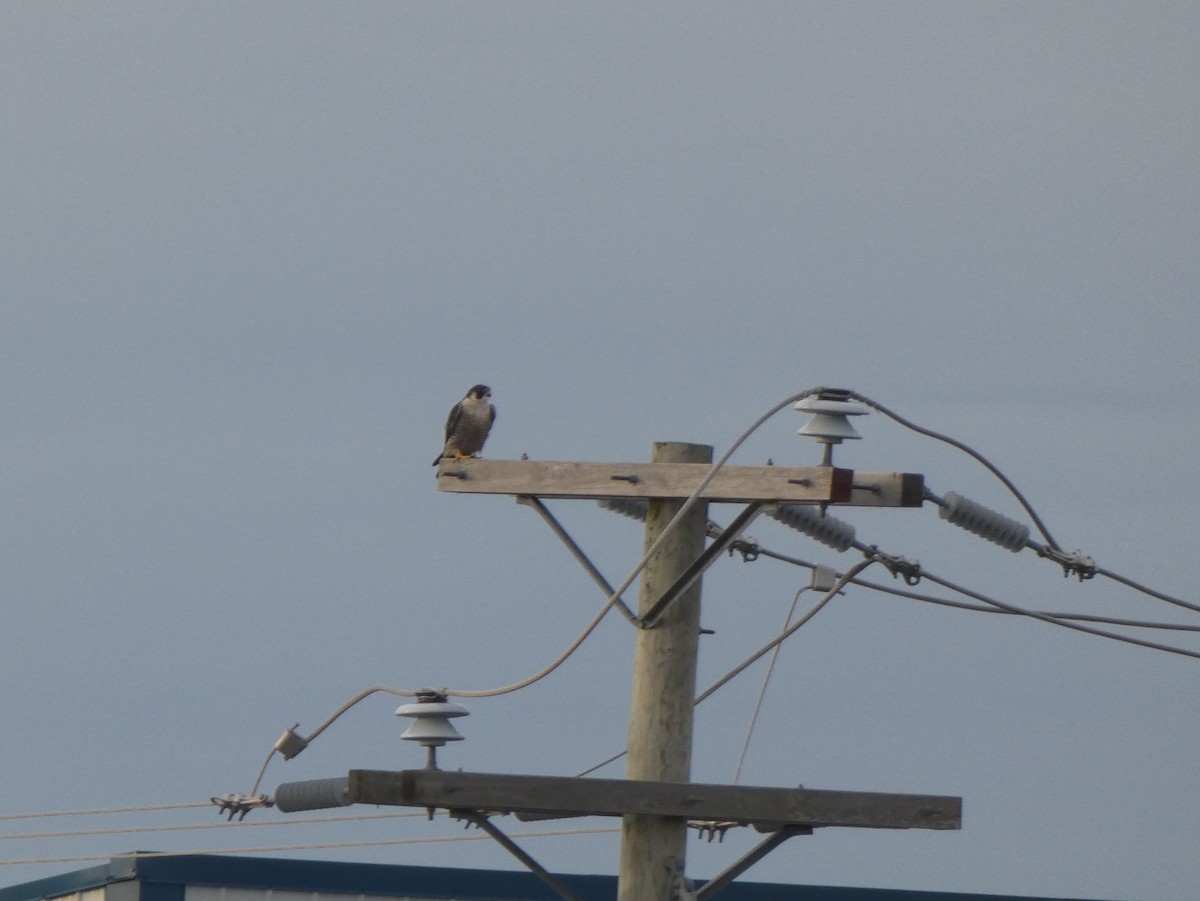 Peregrine Falcon - ML378388691