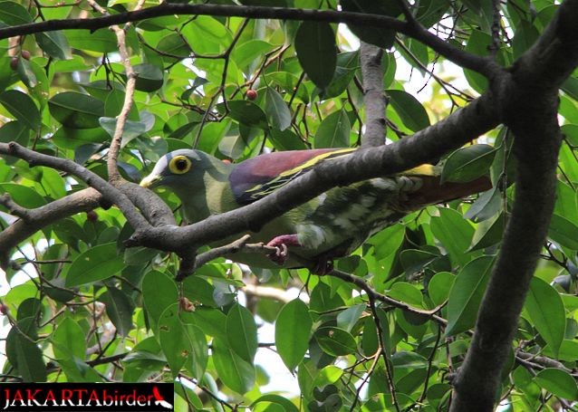 Gray-cheeked Green-Pigeon - ML378388831