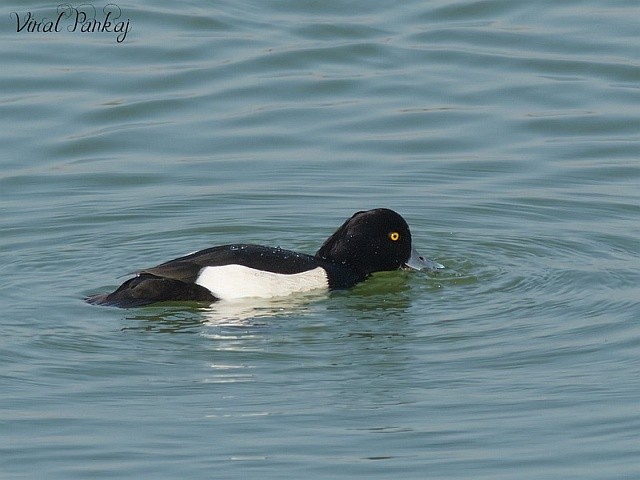 Tufted Duck - ML378389711