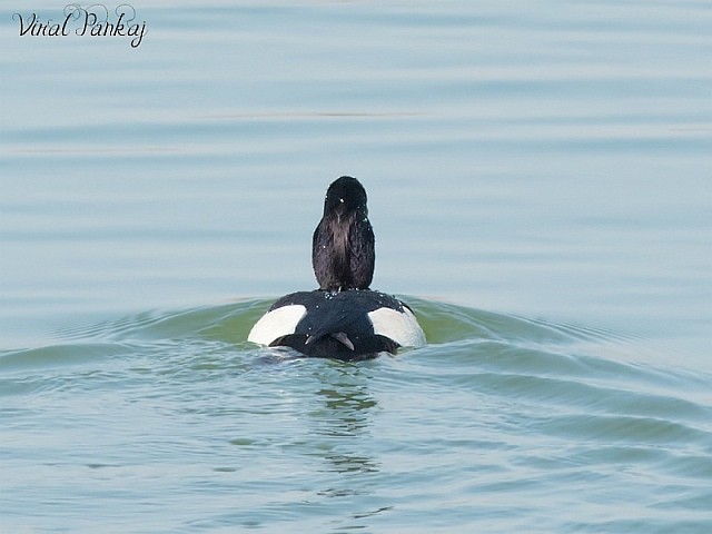 Tufted Duck - ML378389731