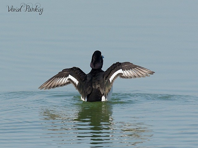 Tufted Duck - ML378389741