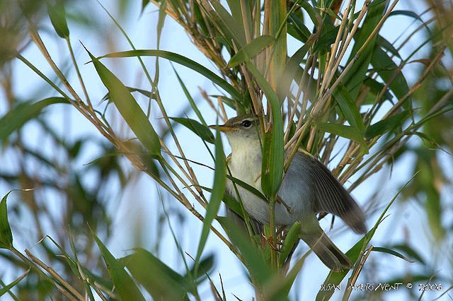 Ijima's Leaf Warbler - Susan Myers