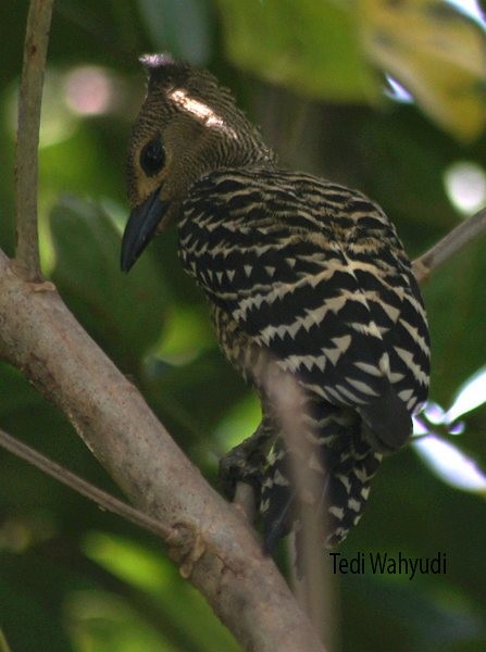 Buff-rumped Woodpecker - ML378390561