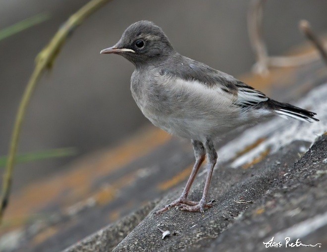 Lavandera Japonesa - ML378391711