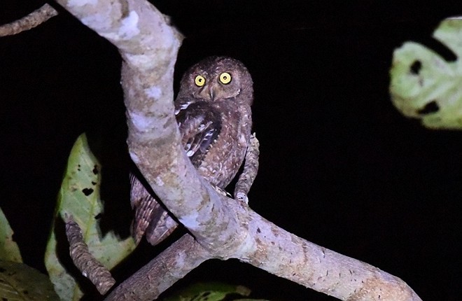 Nicobar Scops-Owl - ML378391861