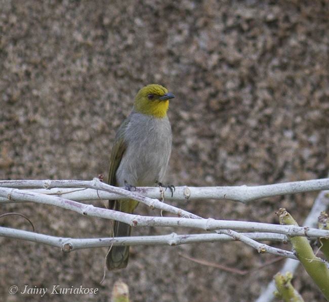 Yellow-throated Bulbul - ML378392301