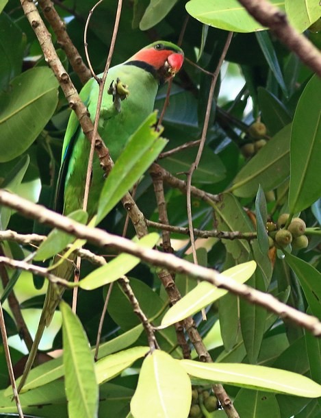 Uzun Kuyruklu Yeşil Papağan (tytleri) - ML378392581