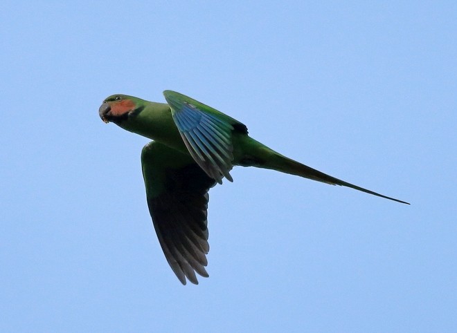 Uzun Kuyruklu Yeşil Papağan (tytleri) - ML378392651