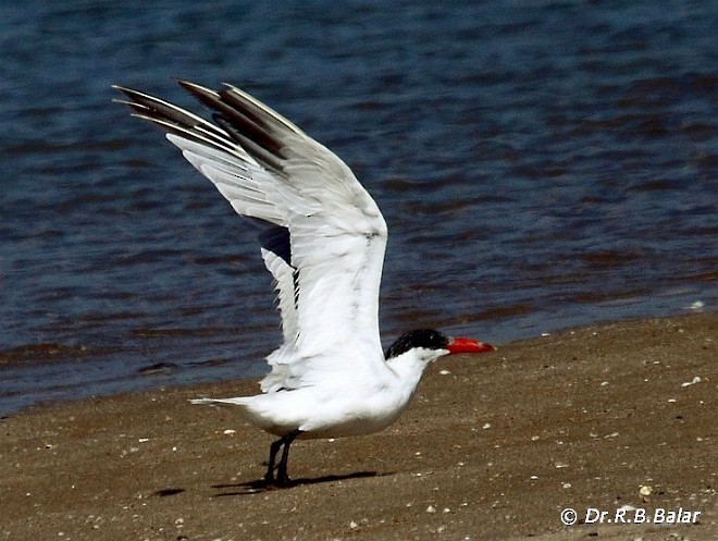 Caspian Tern - ML378393241