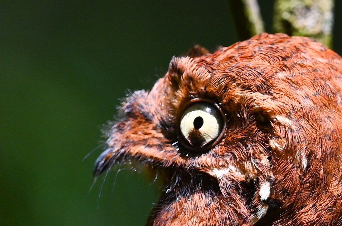 Rufous Potoo - Simon van der Meulen