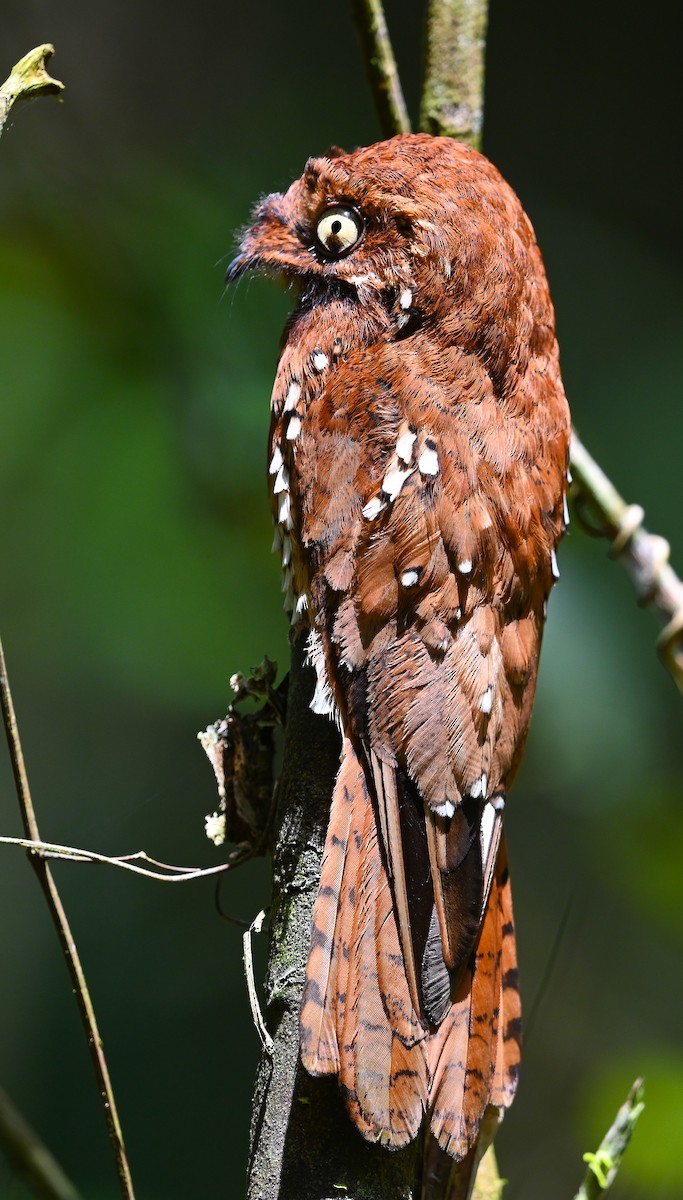 Rufous Potoo - Simon van der Meulen