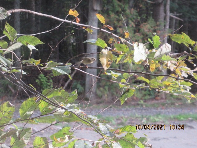 Ruby-crowned Kinglet - ML378394031