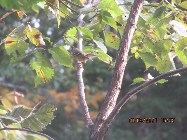 Ruby-crowned Kinglet - ML378394041