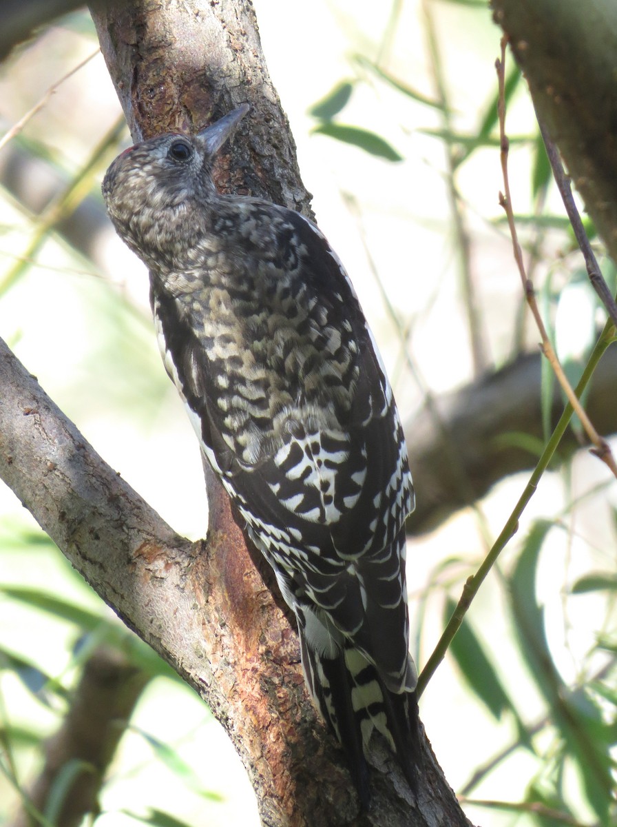 Yellow-bellied Sapsucker - ML37839411