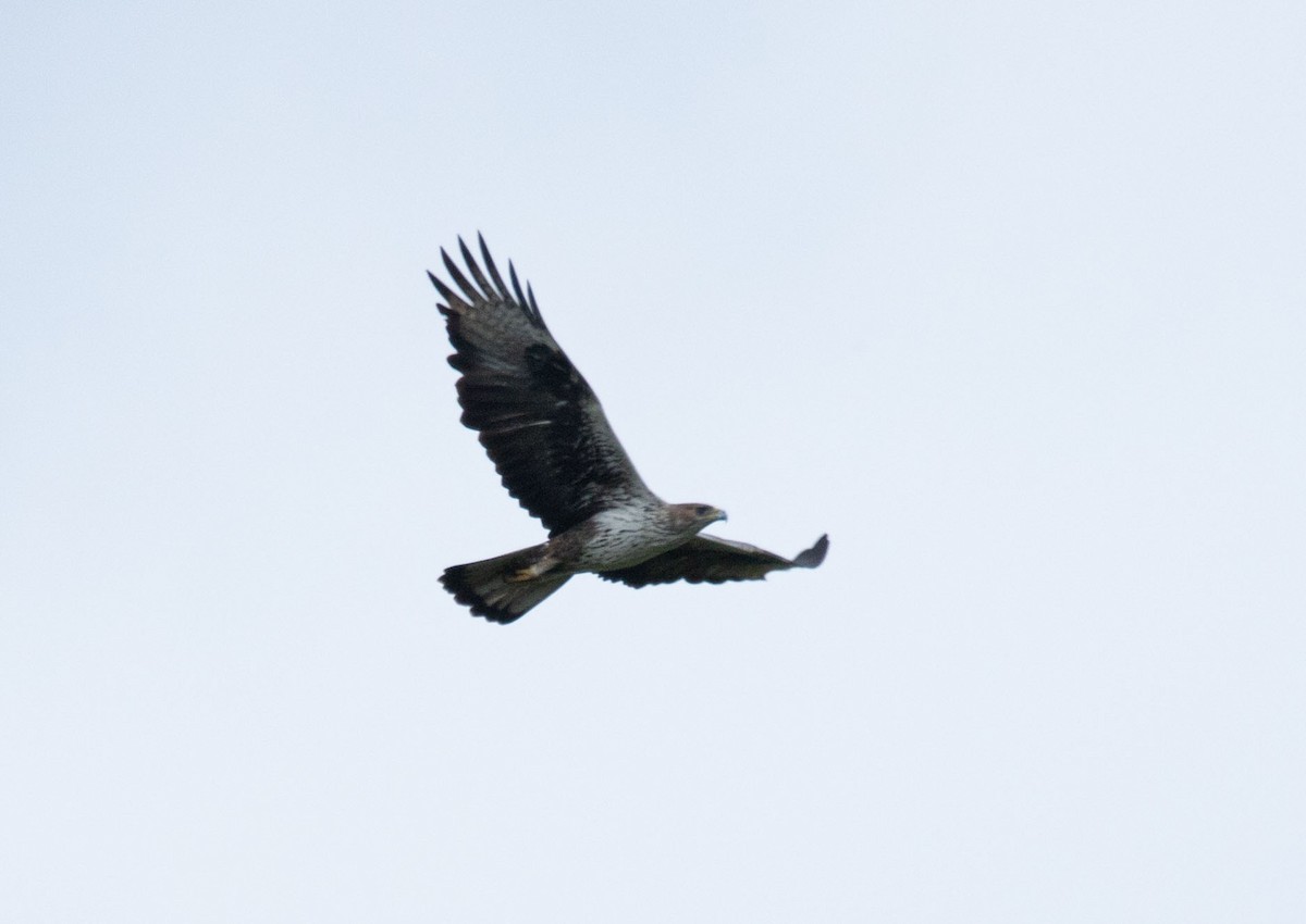 Águila Perdicera - ML378394491