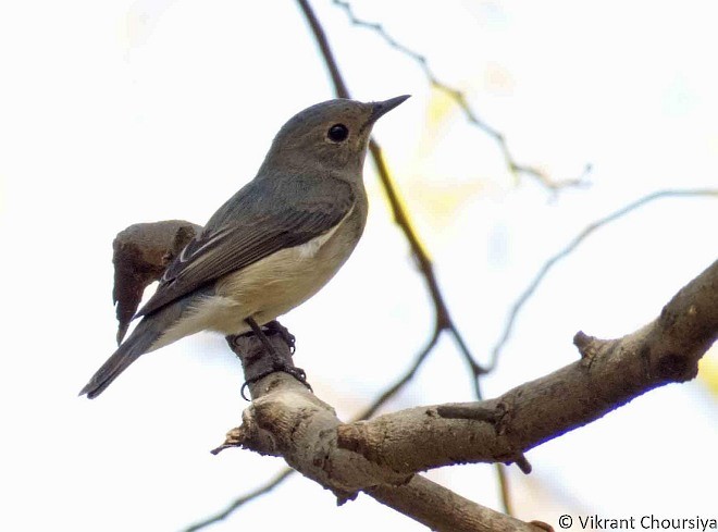 Ultramarine Flycatcher - ML378394541