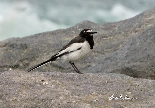 Japanese Wagtail - Lars Petersson | My World of Bird Photography