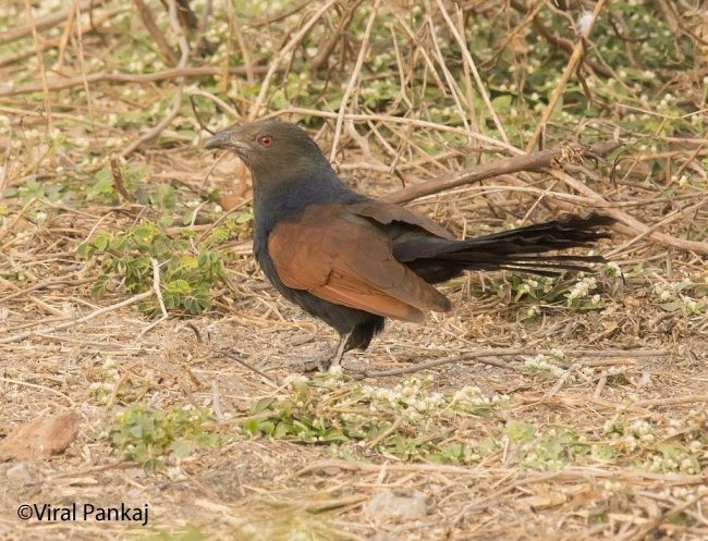 Greater Coucal (Southern) - ML378395841