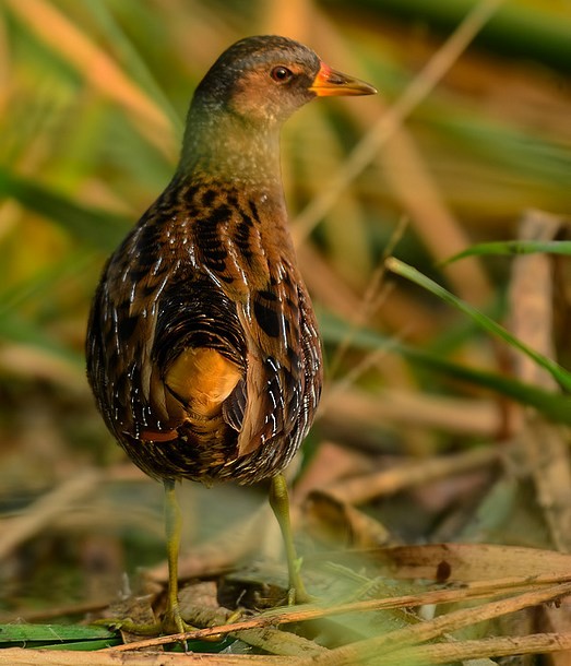 Spotted Crake - ML378395861