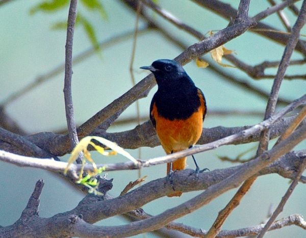 Black Redstart (Eastern) - ML378395931