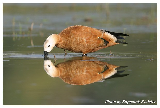 Ruddy Shelduck - ML378396291