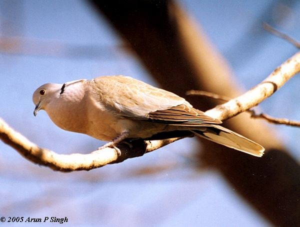 Eurasian Collared-Dove - ML378396711