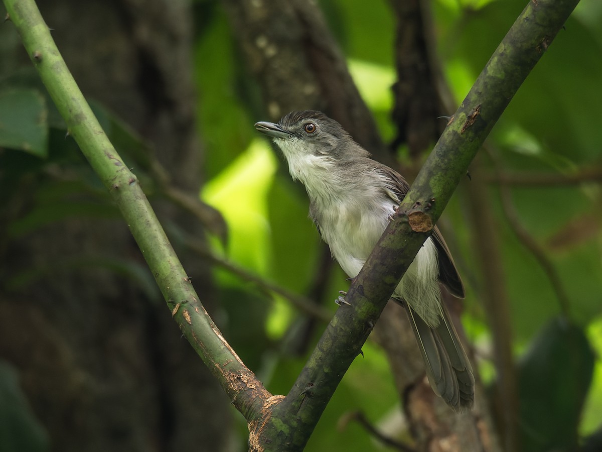 Sooty-capped Babbler - Wich’yanan Limparungpatthanakij