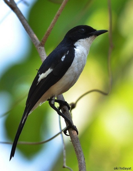 Timor Bushchat - ML378397361