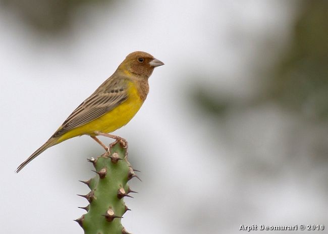 Red-headed Bunting - ML378397421
