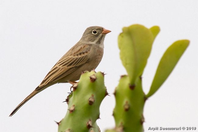 Gray-necked Bunting - ML378397461