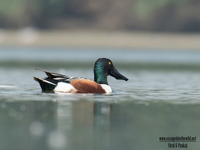 Northern Shoveler - ML378398281