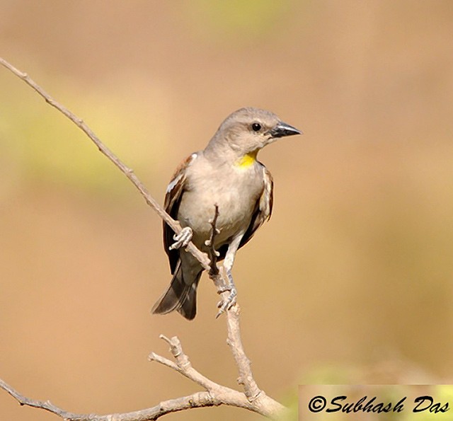 Yellow-throated Sparrow - ML378398331