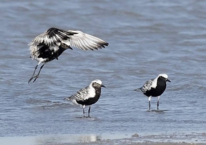 Black-bellied Plover - ML378399161