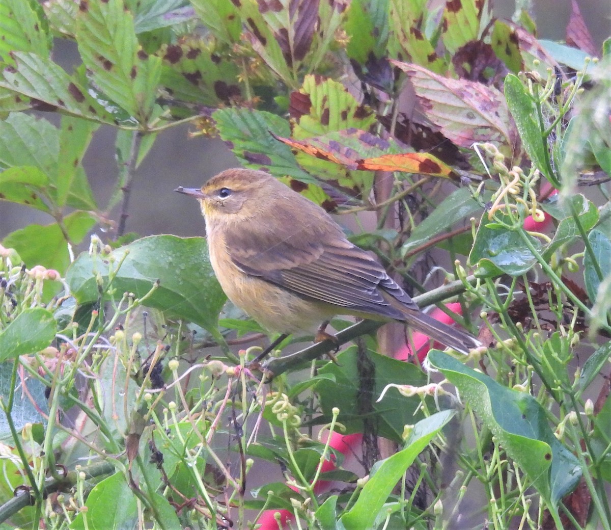 Palm Warbler - ML378399561