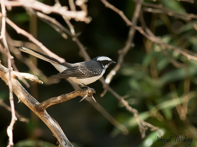 White-browed Fantail - ML378399701
